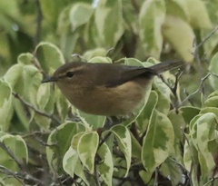 Phylloscopus canariensis
