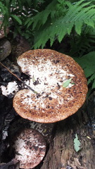 Cerioporus squamosus