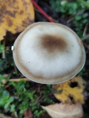 Rhodocollybia asema