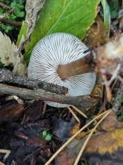 Rhodocollybia asema