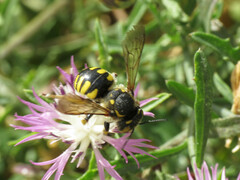 Anthidium florentinum