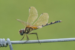 Trithemis pallidinervis