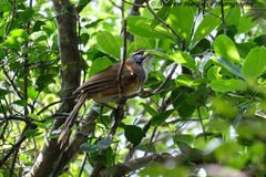 Pterorhinus pectoralis