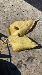 Pachypsylla celtidismamma