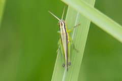 Oxya japonica