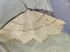 Gerinia honoraria