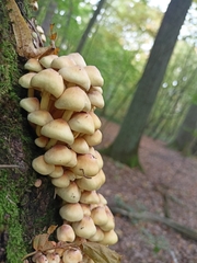 Hypholoma fasciculare