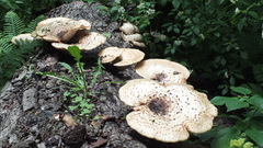 Cerioporus squamosus