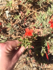 Epilobium canum