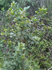 Dasyphyllum popayanense