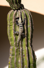 Ctenosaura hemilopha