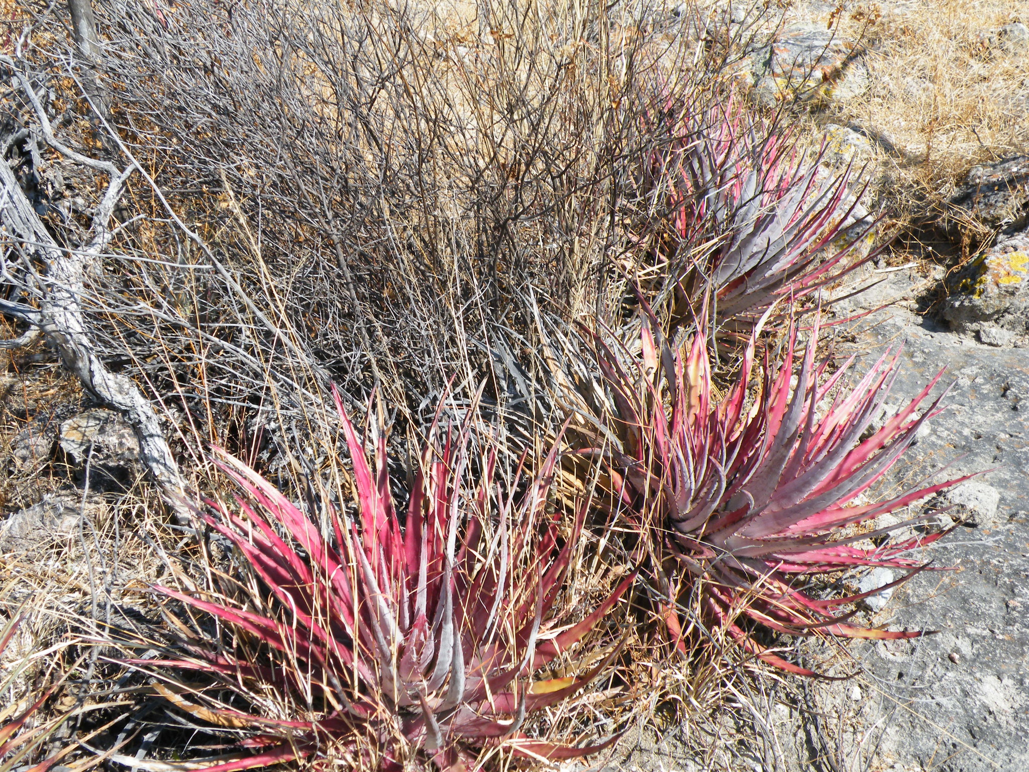 Hechtia sphaeroblasta · iNaturalist