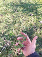 Verbena gracilescens