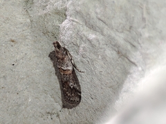 Acrobasis bithynella
