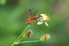 Phalerimeris phalerata