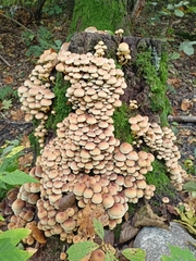 Hypholoma fasciculare