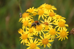 Bombus muscorum