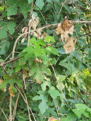Vitis mustangensis