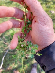 Verbena gracilescens