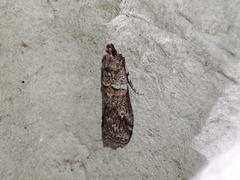 Acrobasis bithynella