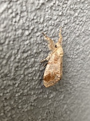 Dasychira meridionalis