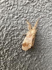 Dasychira meridionalis