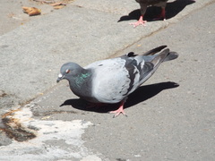 Columba livia domestica