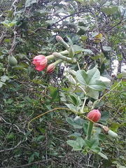 Passiflora mixta