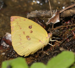 Catopsilia gorgophone