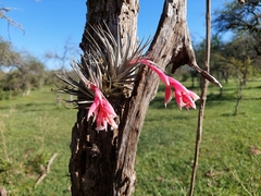 Tillandsia recurvifolia