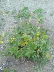 Arracacia moschata