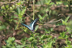 Graphium antheus