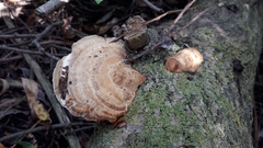 Daedaleopsis confragosa