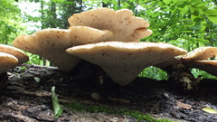 Cerioporus squamosus