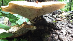 Cerioporus squamosus