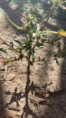 Amaranthus blitoides