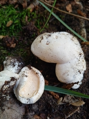 Hydnum repandum