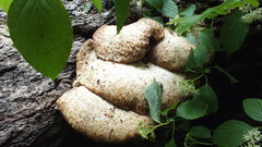 Cerioporus squamosus