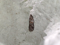 Acrobasis bithynella