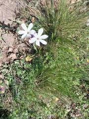 Sparaxis grandiflora