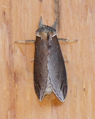 Pheosidea elegans