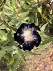 Protea lepidocarpodendron