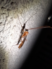 Ophion obscuratus