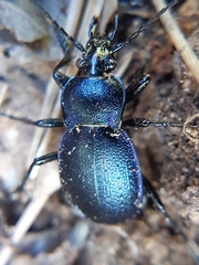 Carabus convexus gracilior