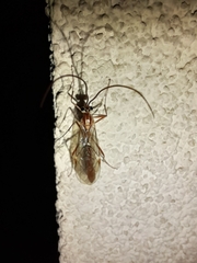 Ophion obscuratus