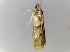 Acrobasis bithynella