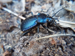 Carabus convexus gracilior