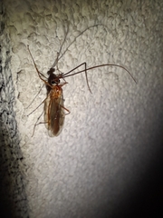 Ophion obscuratus