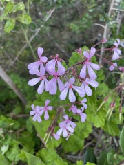 Pelargonium zonale