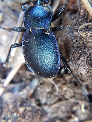 Carabus convexus gracilior